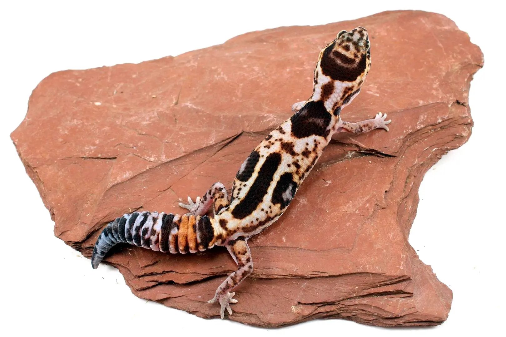 Aberrant Whiteout Fat Tail Gecko All Reptiles