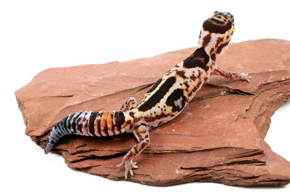 Aberrant Whiteout Fat Tail Gecko All Reptiles