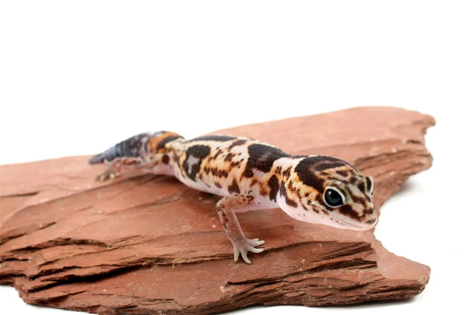 Aberrant Whiteout Fat Tail Gecko All Reptiles