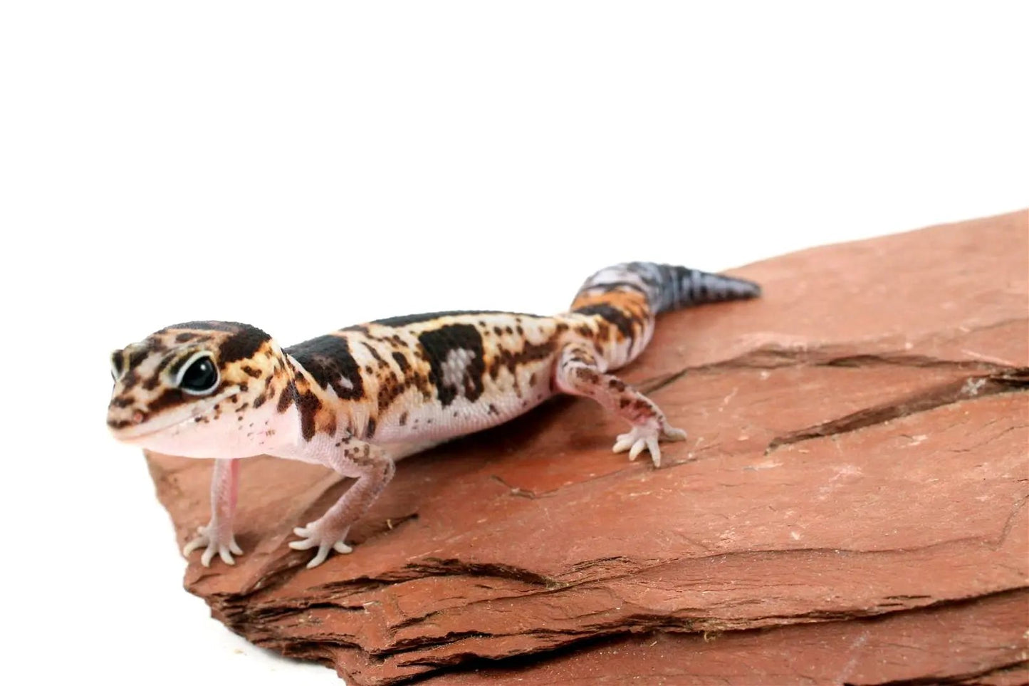 Aberrant Whiteout Fat Tail Gecko All Reptiles