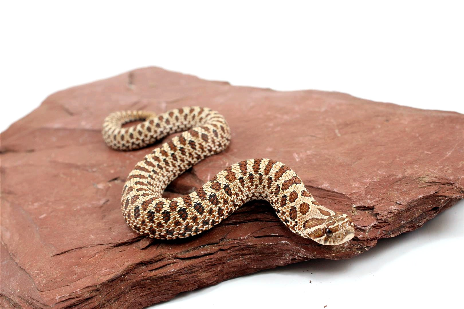 Western Hognose Snake All Reptiles