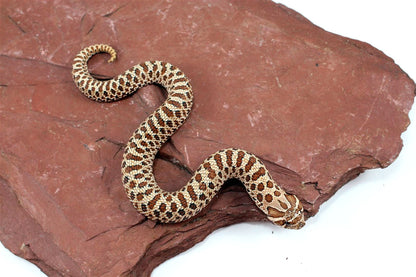 Western Hognose Snake All Reptiles