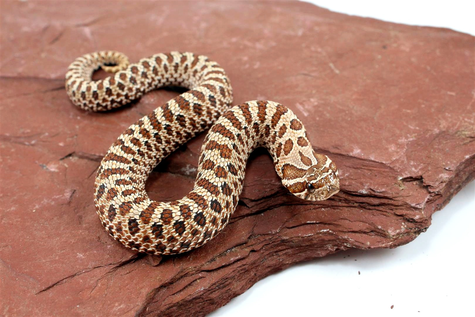 Western Hognose Snake All Reptiles