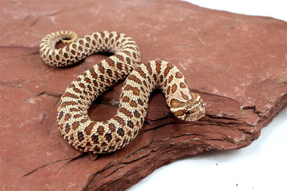 Western Hognose Snake All Reptiles