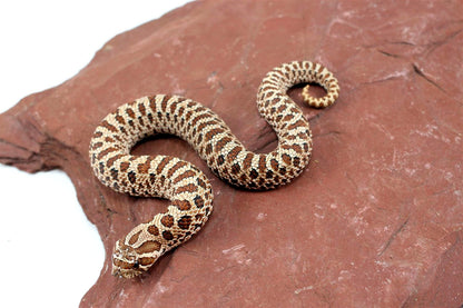 Western Hognose Snake All Reptiles