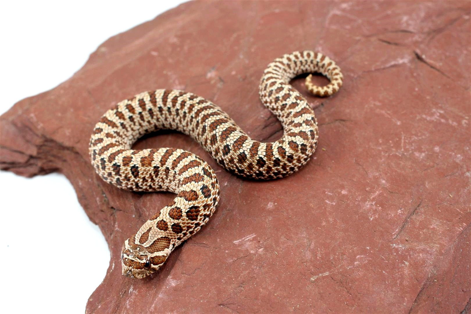 Western Hognose Snake All Reptiles