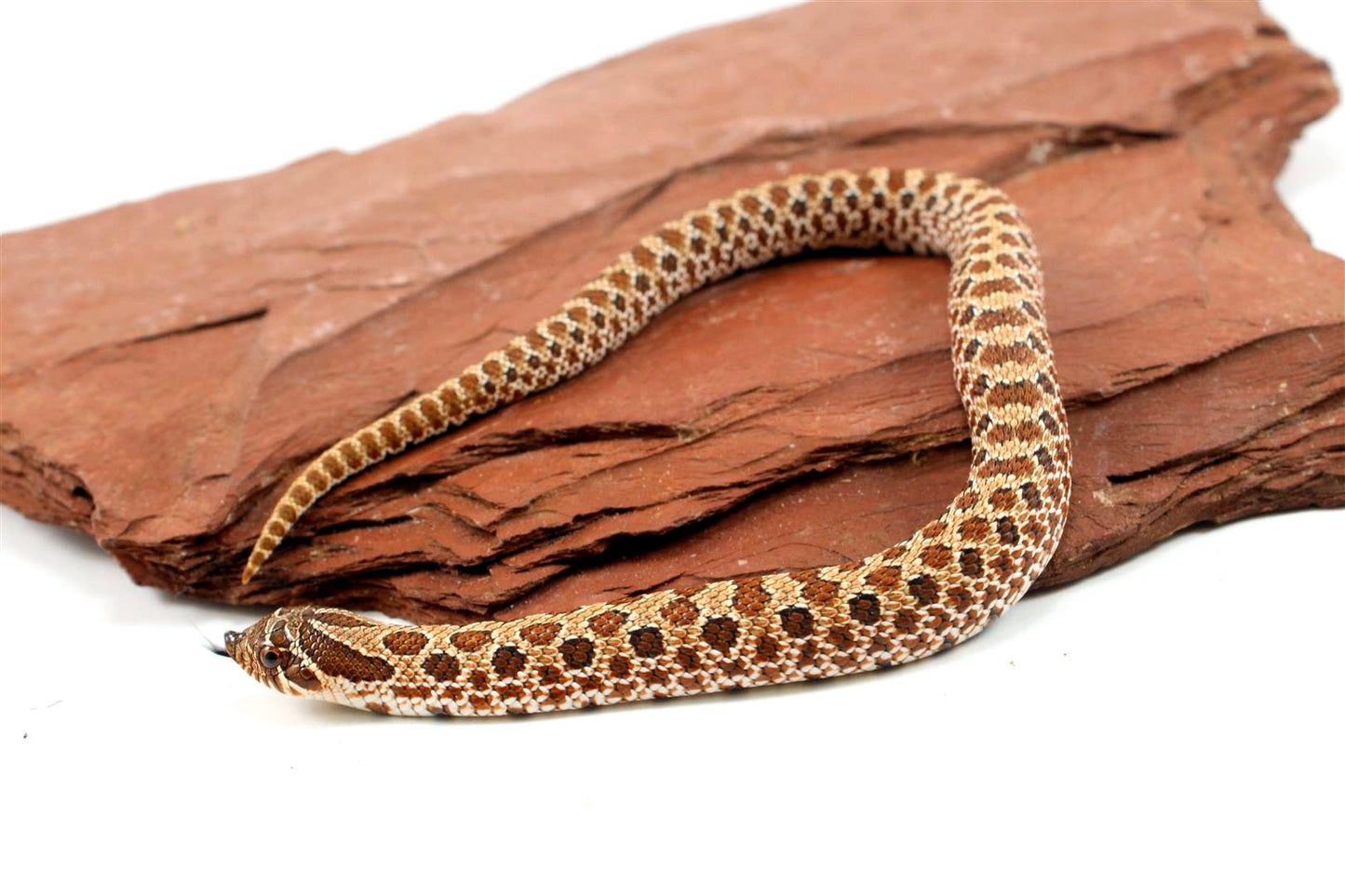 Western Hognose Snake All Reptiles
