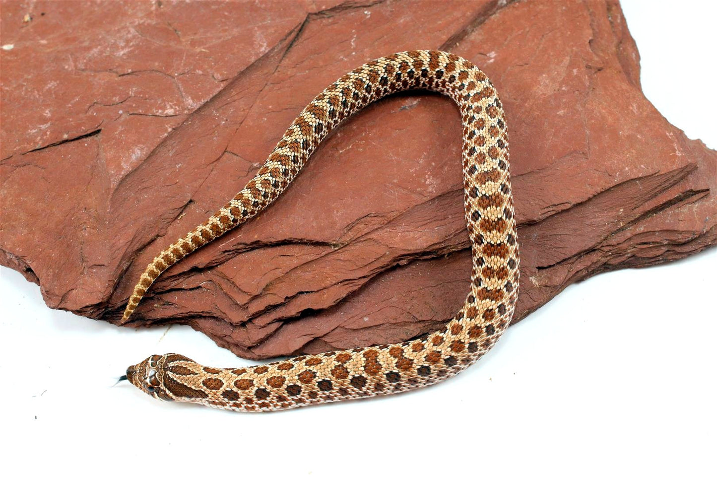 Western Hognose Snake All Reptiles