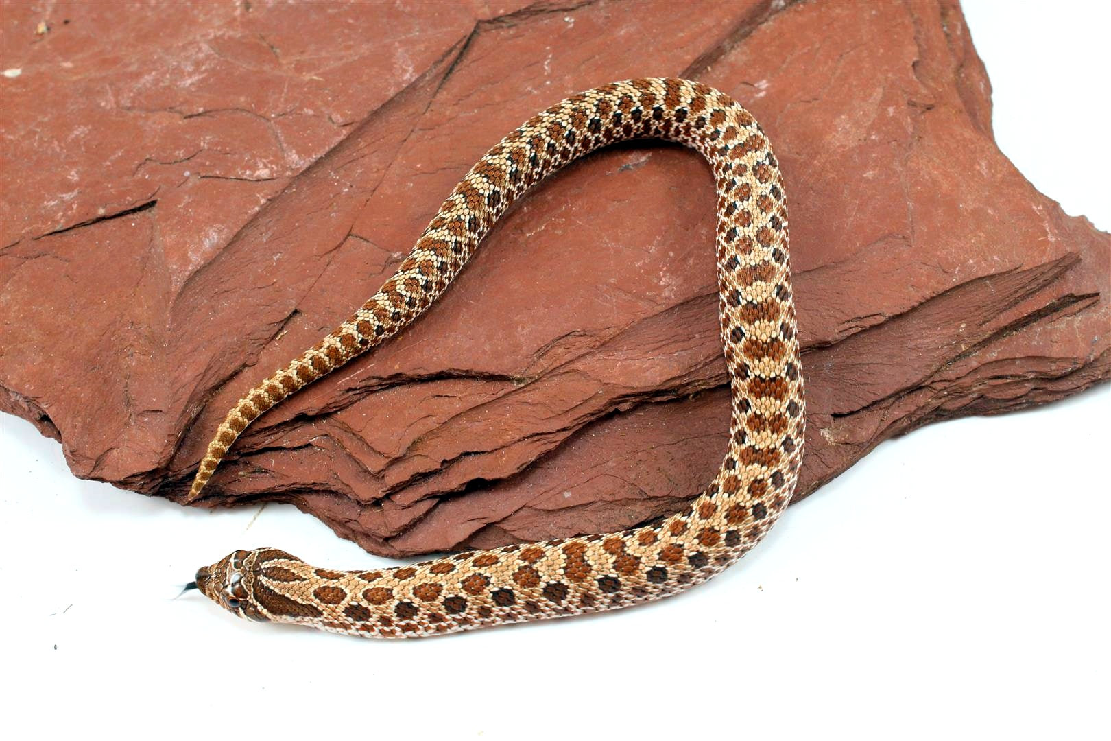 Western Hognose Snake All Reptiles
