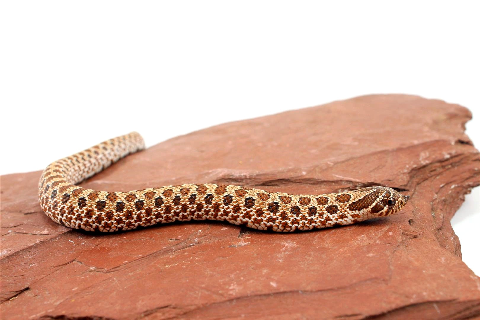 Western Hognose Snake All Reptiles