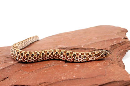 Western Hognose Snake All Reptiles
