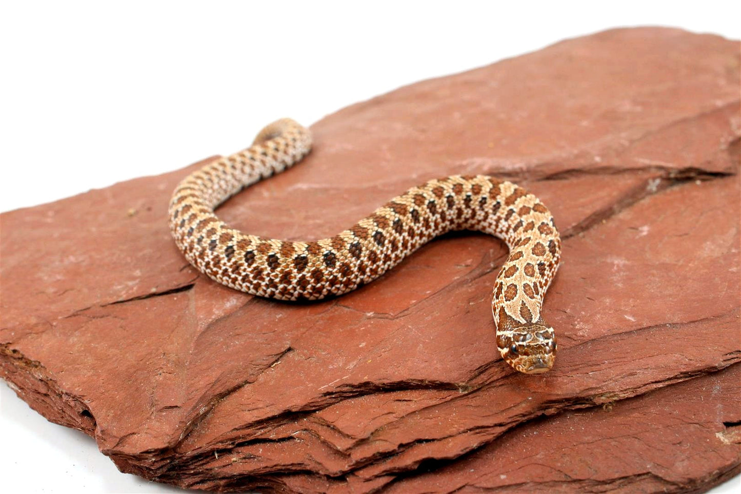Western Hognose Snake All Reptiles