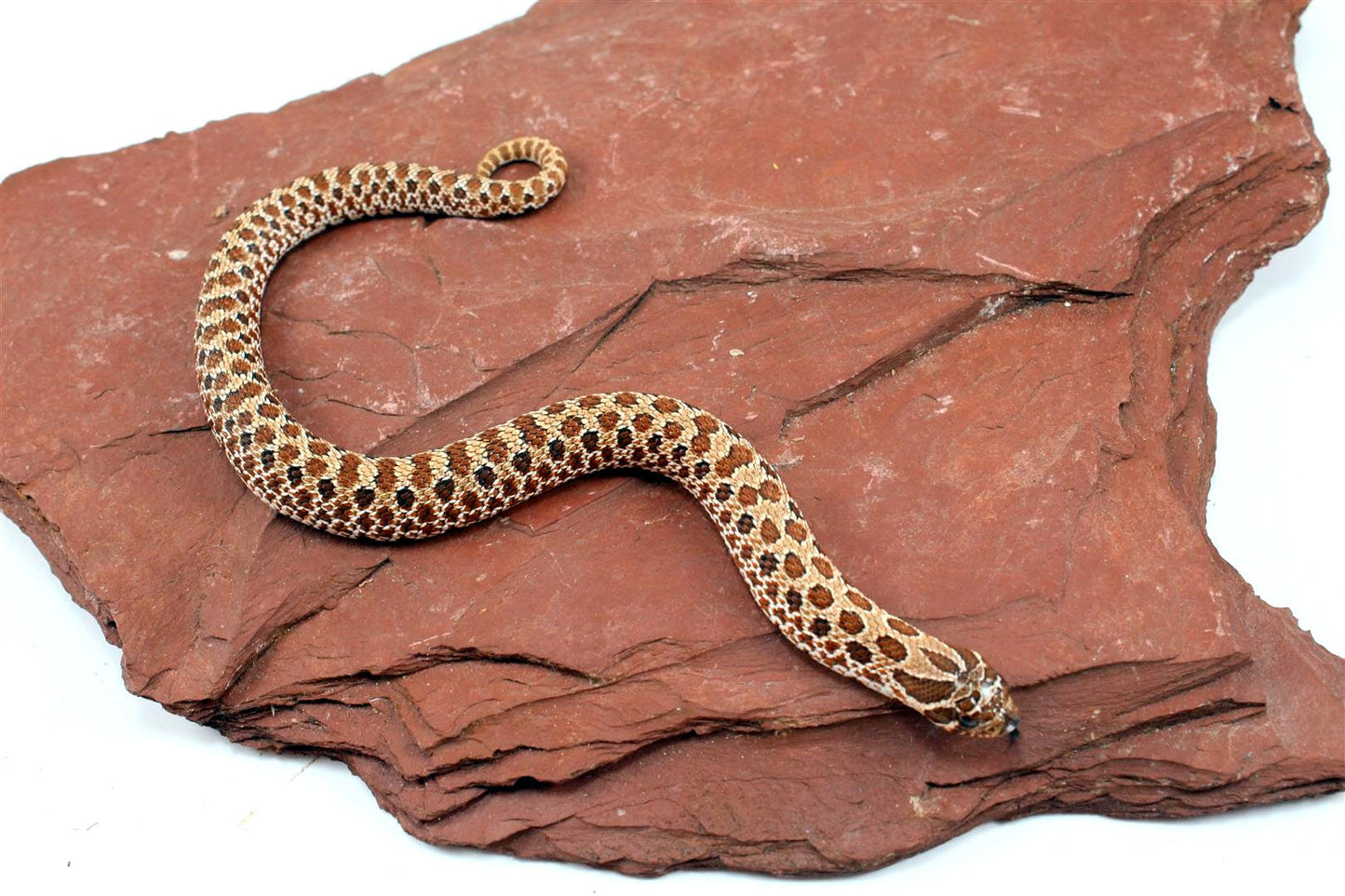 Western Hognose Snake All Reptiles
