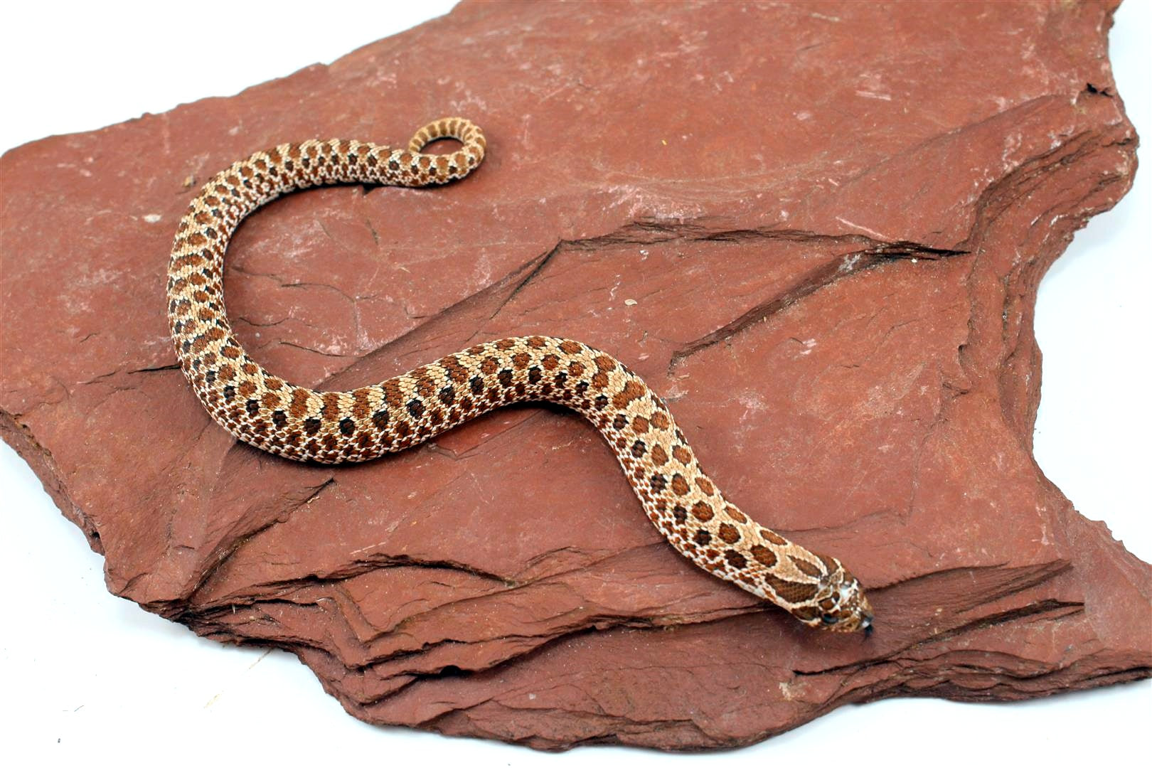 Western Hognose Snake All Reptiles