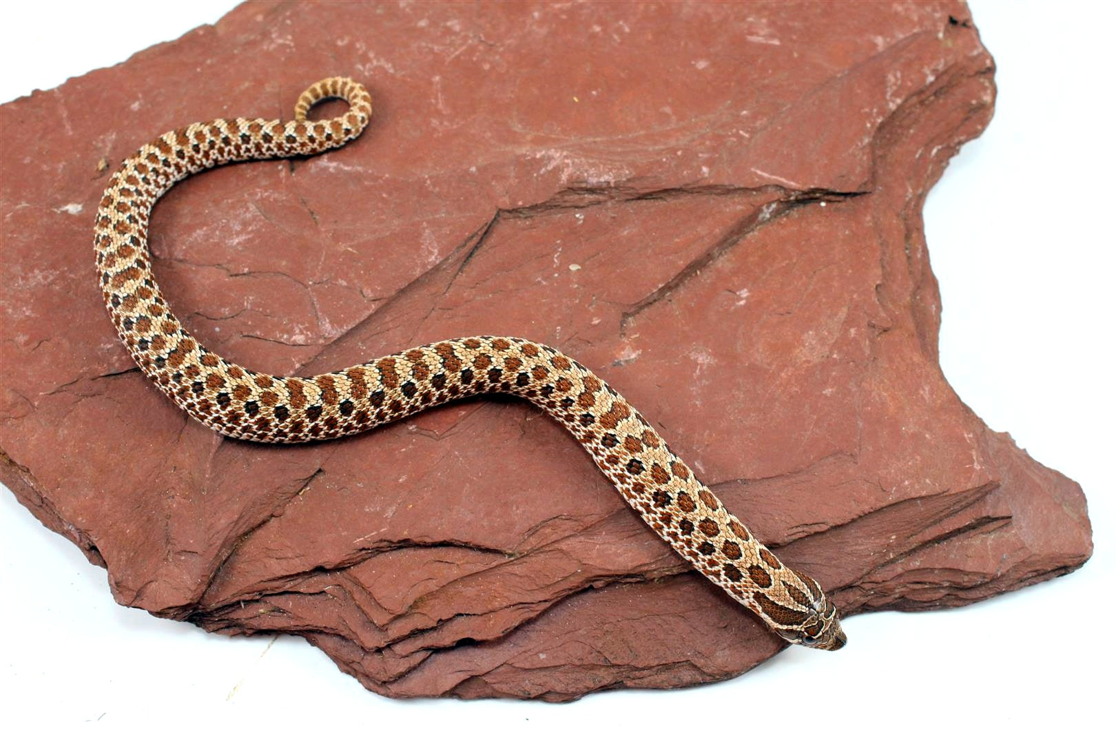 Western Hognose Snake All Reptiles