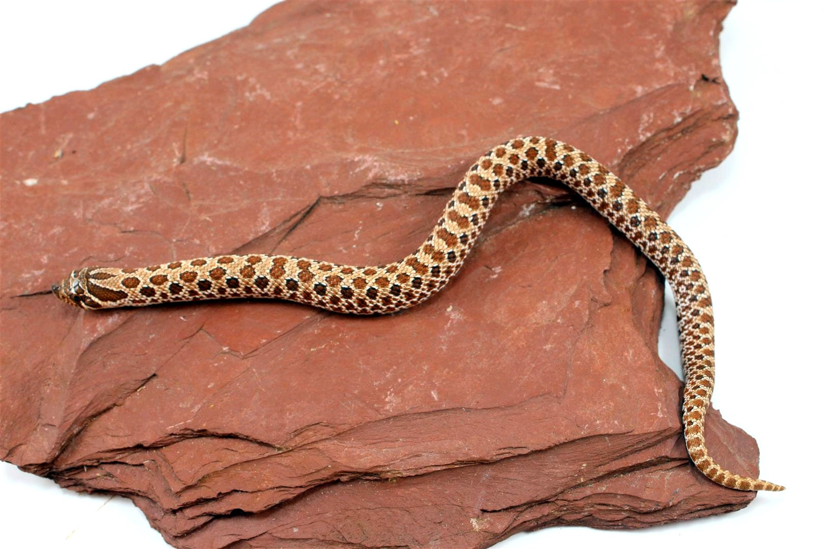 Western Hognose Snake All Reptiles