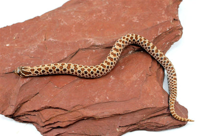 Western Hognose Snake All Reptiles