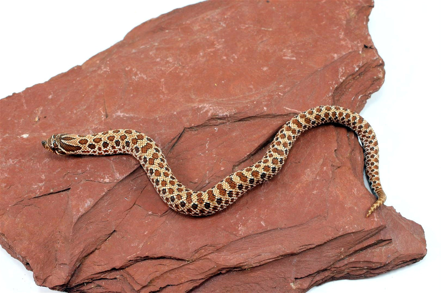 Western Hognose Snake All Reptiles