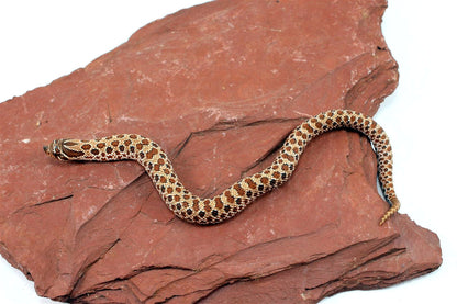 Western Hognose Snake All Reptiles
