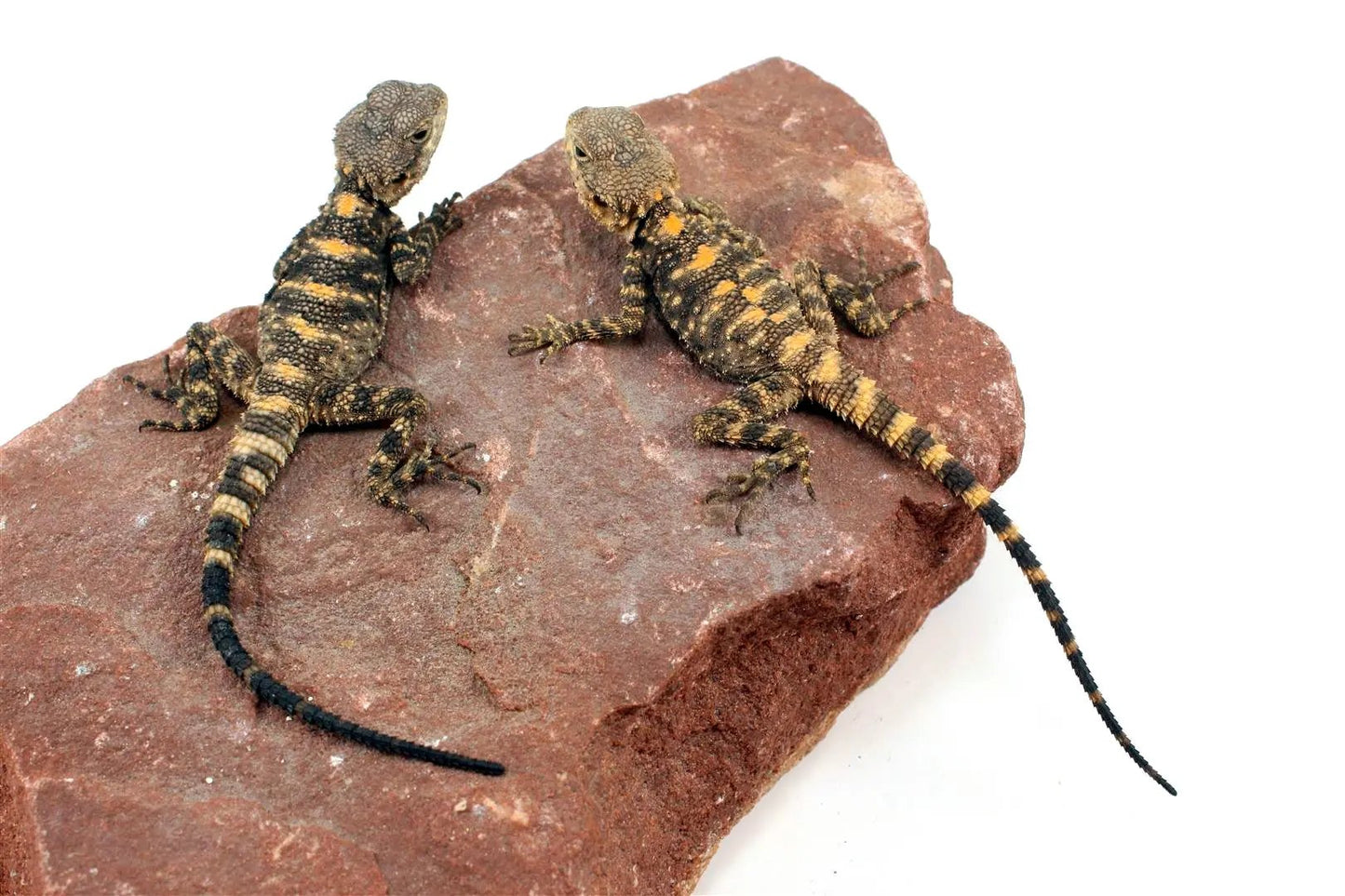 CB Painted Agama All Reptiles