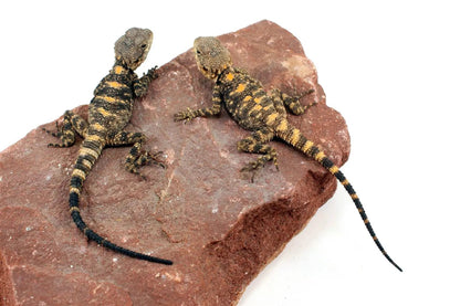 CB Painted Agama All Reptiles