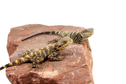 CB Painted Agama All Reptiles