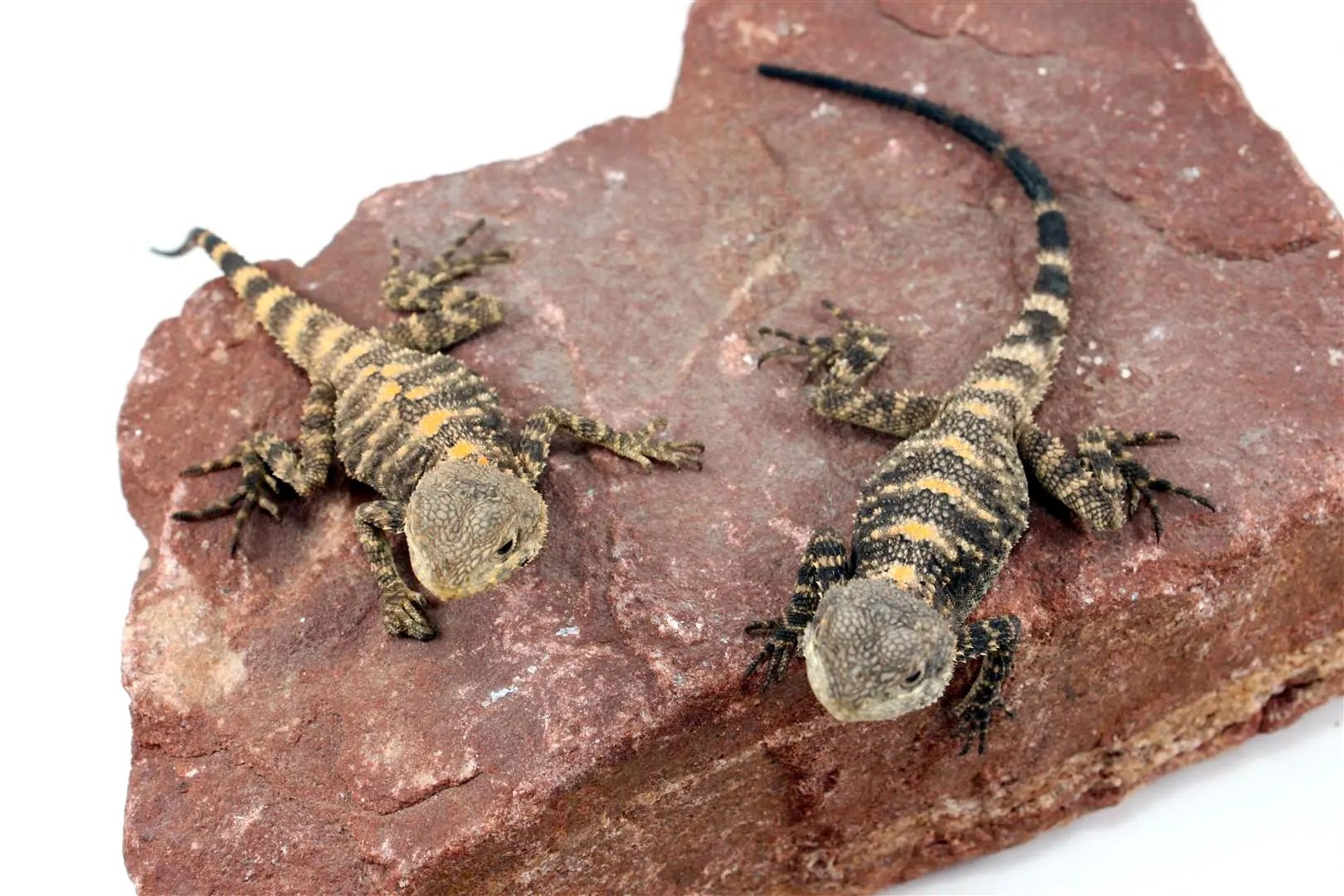 CB Painted Agama All Reptiles