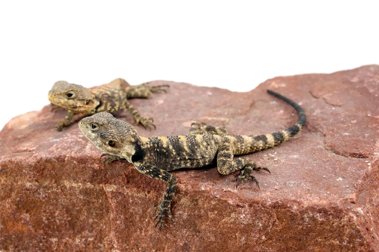 CB Painted Agama All Reptiles