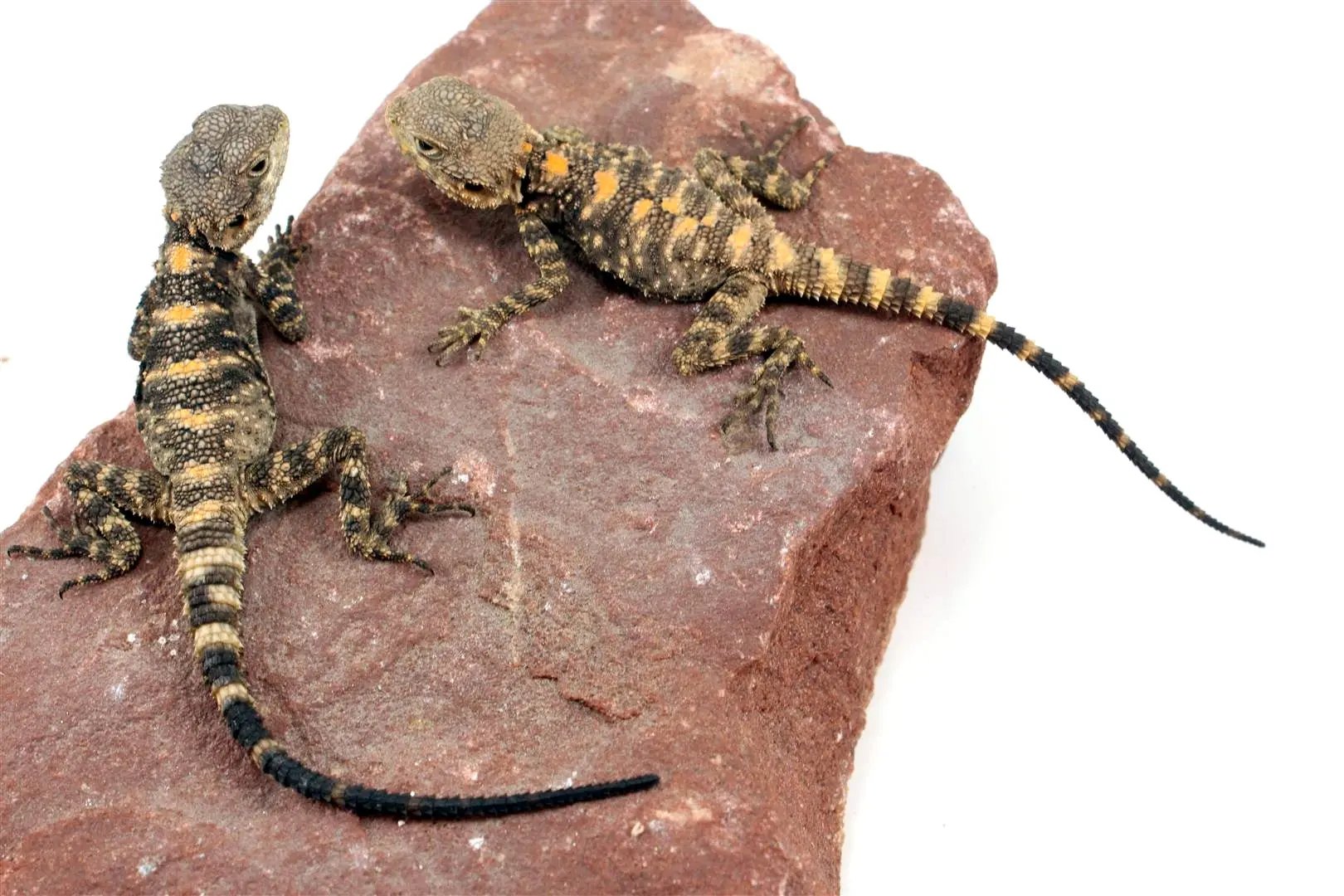 CB Painted Agama All Reptiles