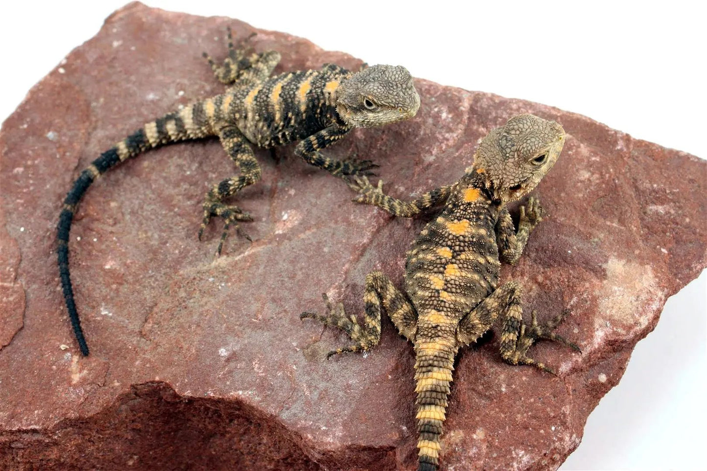 CB Painted Agama All Reptiles