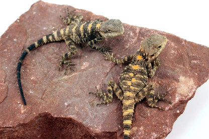 CB Painted Agama All Reptiles