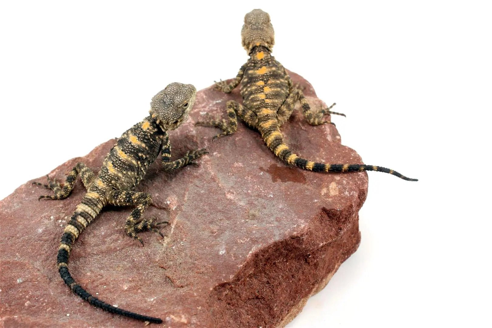 CB Painted Agama All Reptiles