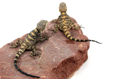 CB Painted Agama All Reptiles