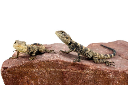 CB Painted Agama All Reptiles