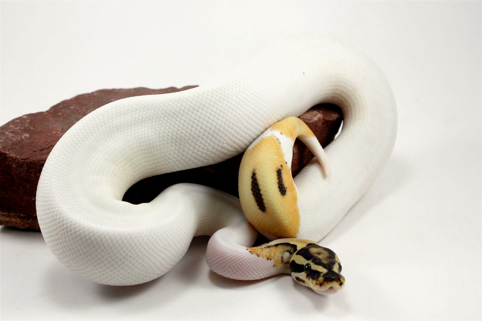 Super Orange Dream Pied Ball Python All Reptiles
