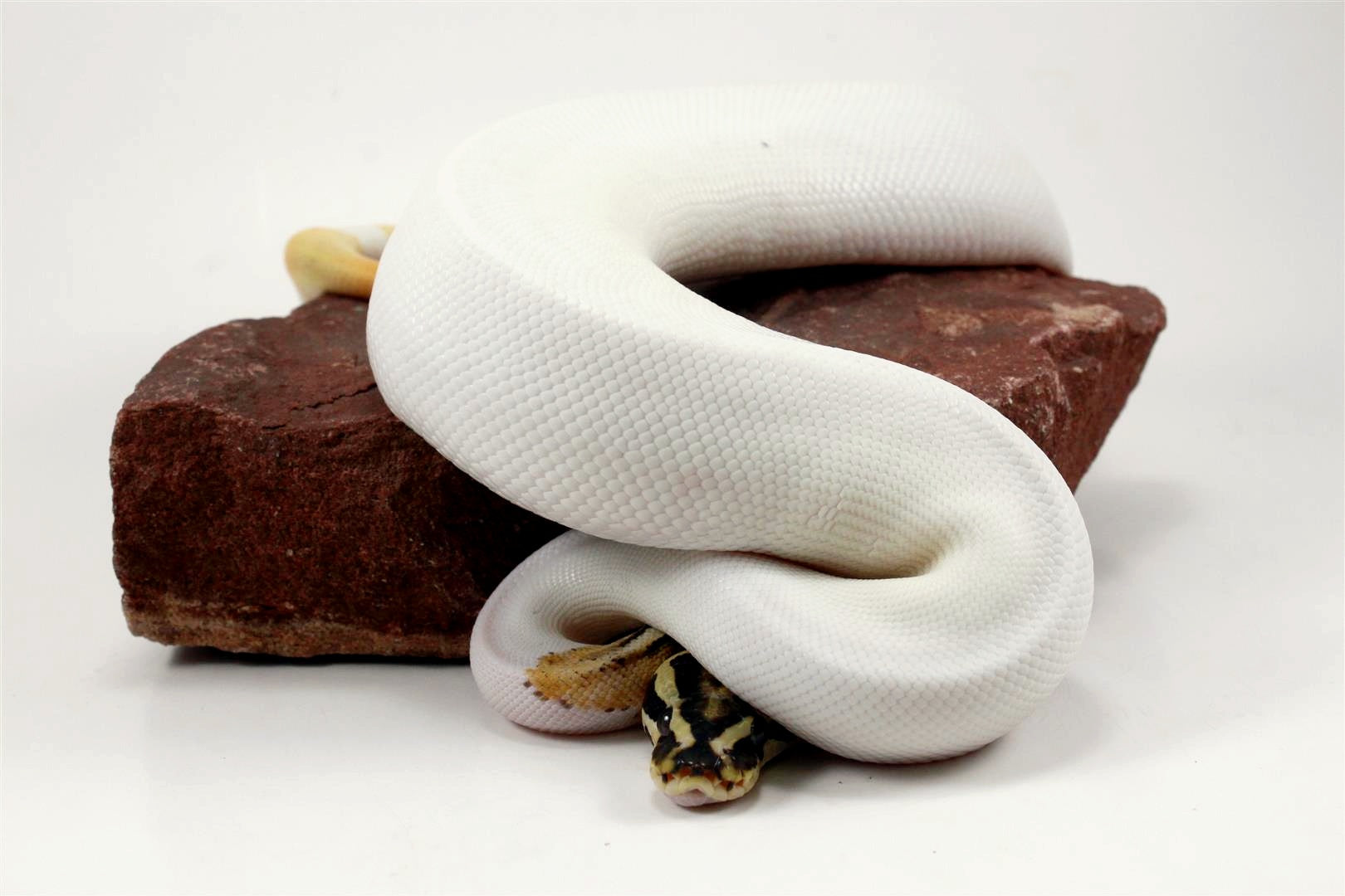 Super Orange Dream Pied Ball Python All Reptiles
