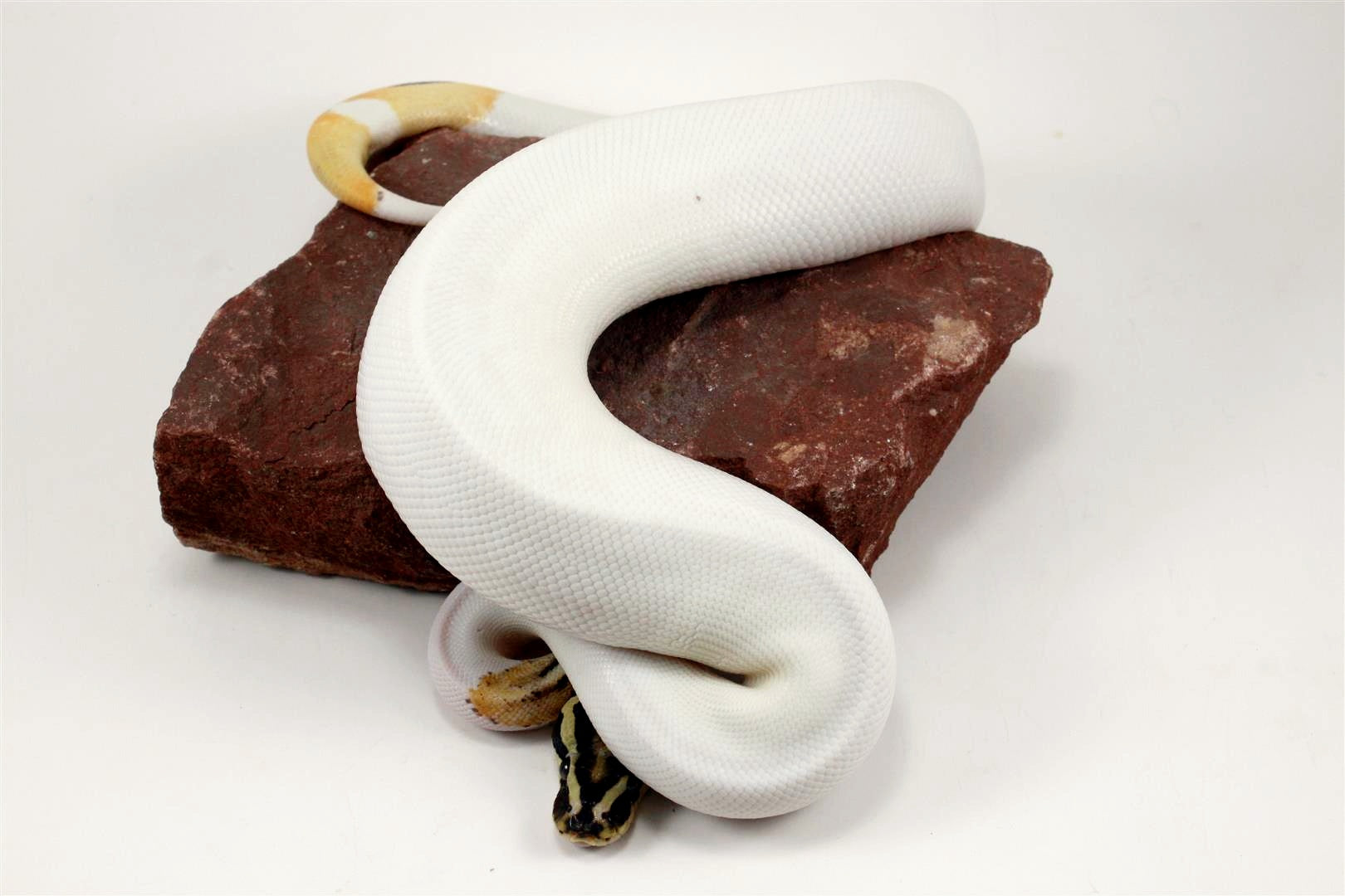 Super Orange Dream Pied Ball Python All Reptiles