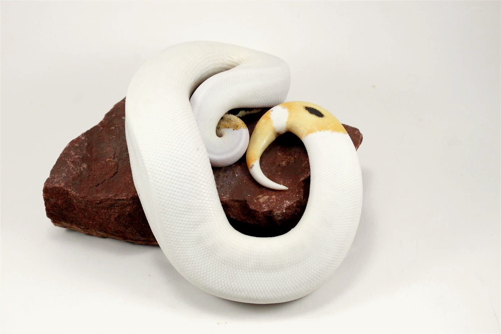 Super Orange Dream Pied Ball Python All Reptiles