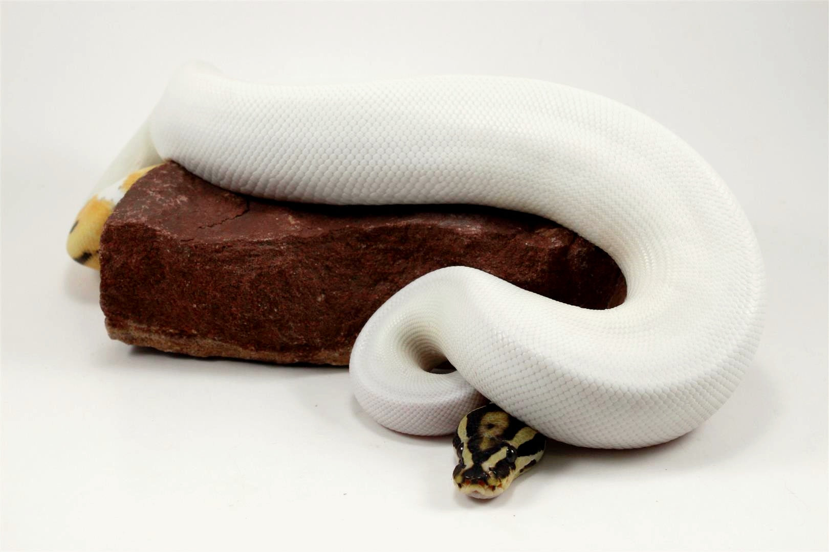 Super Orange Dream Pied Ball Python All Reptiles