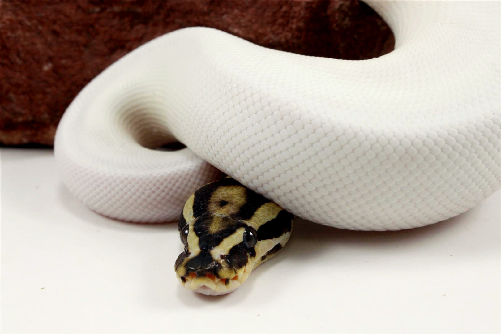 Super Orange Dream Pied Ball Python All Reptiles