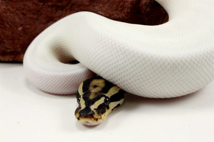 Super Orange Dream Pied Ball Python All Reptiles