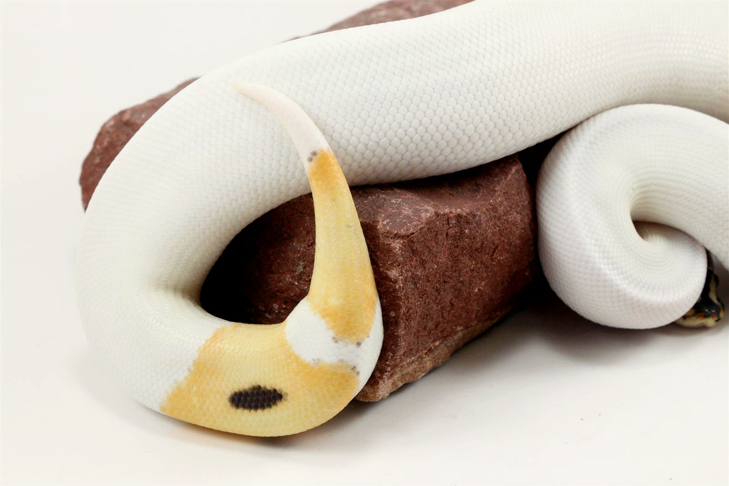 Super Orange Dream Pied Ball Python All Reptiles