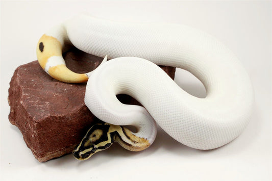 Super Orange Dream Pied Ball Python All Reptiles