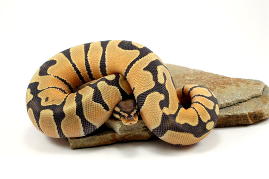 Hypo Super Orange Dream Ball Python All Reptiles