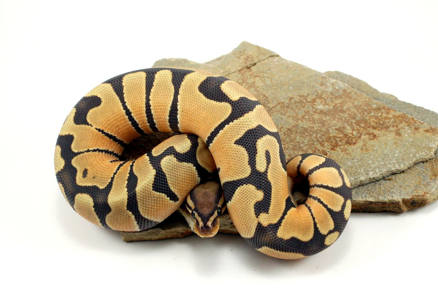 Hypo Super Orange Dream Ball Python All Reptiles