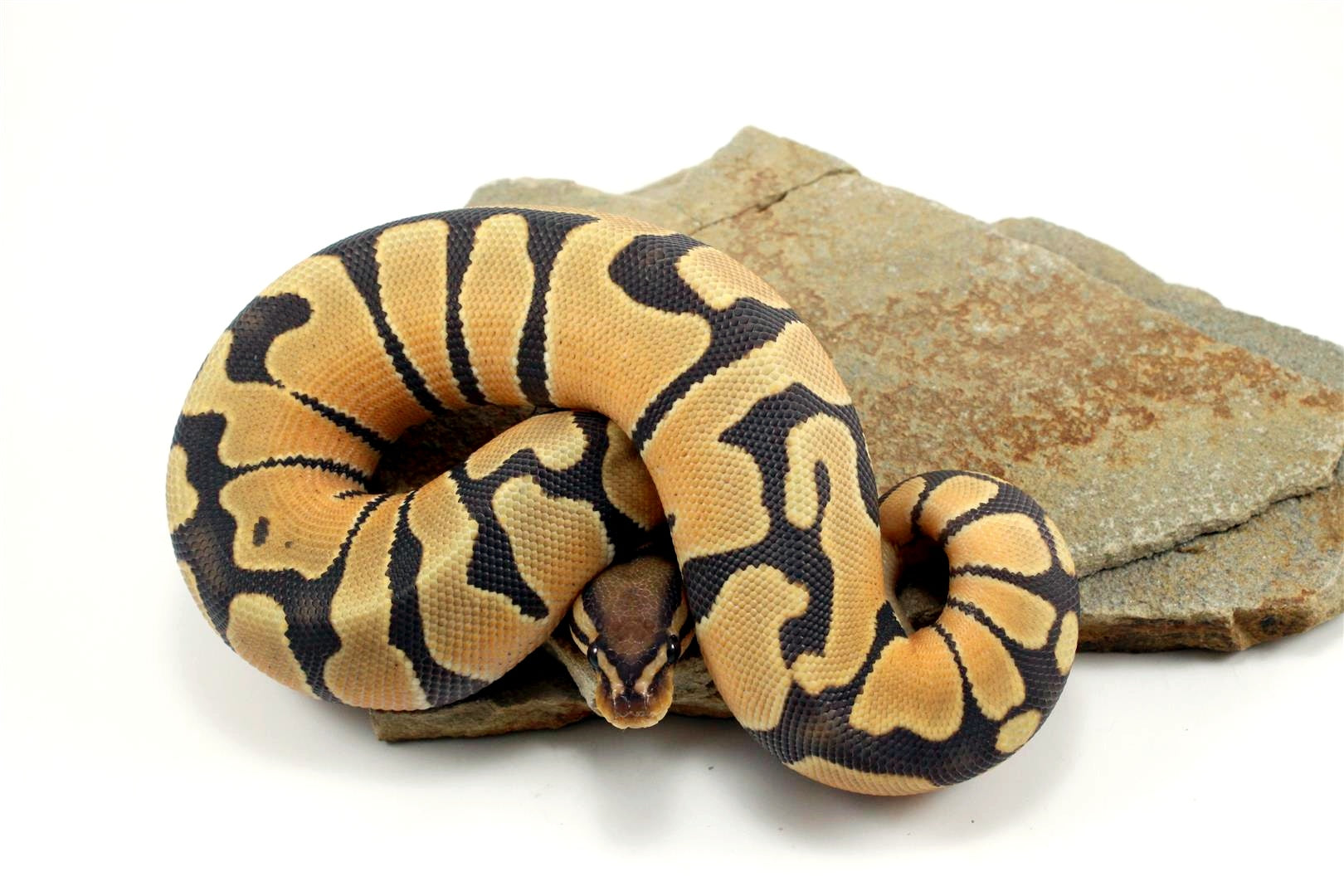 Hypo Super Orange Dream Ball Python All Reptiles