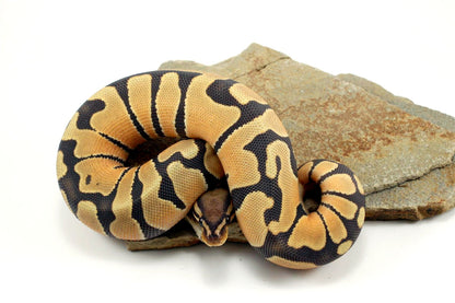 Hypo Super Orange Dream Ball Python All Reptiles