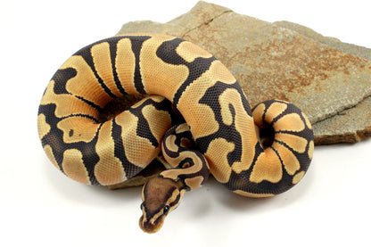 Hypo Super Orange Dream Ball Python All Reptiles