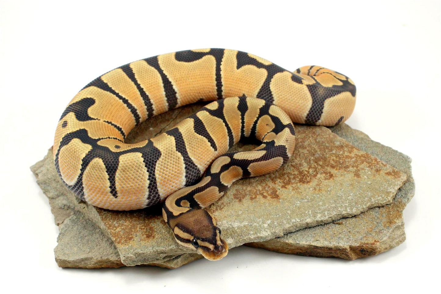 Hypo Super Orange Dream Ball Python All Reptiles