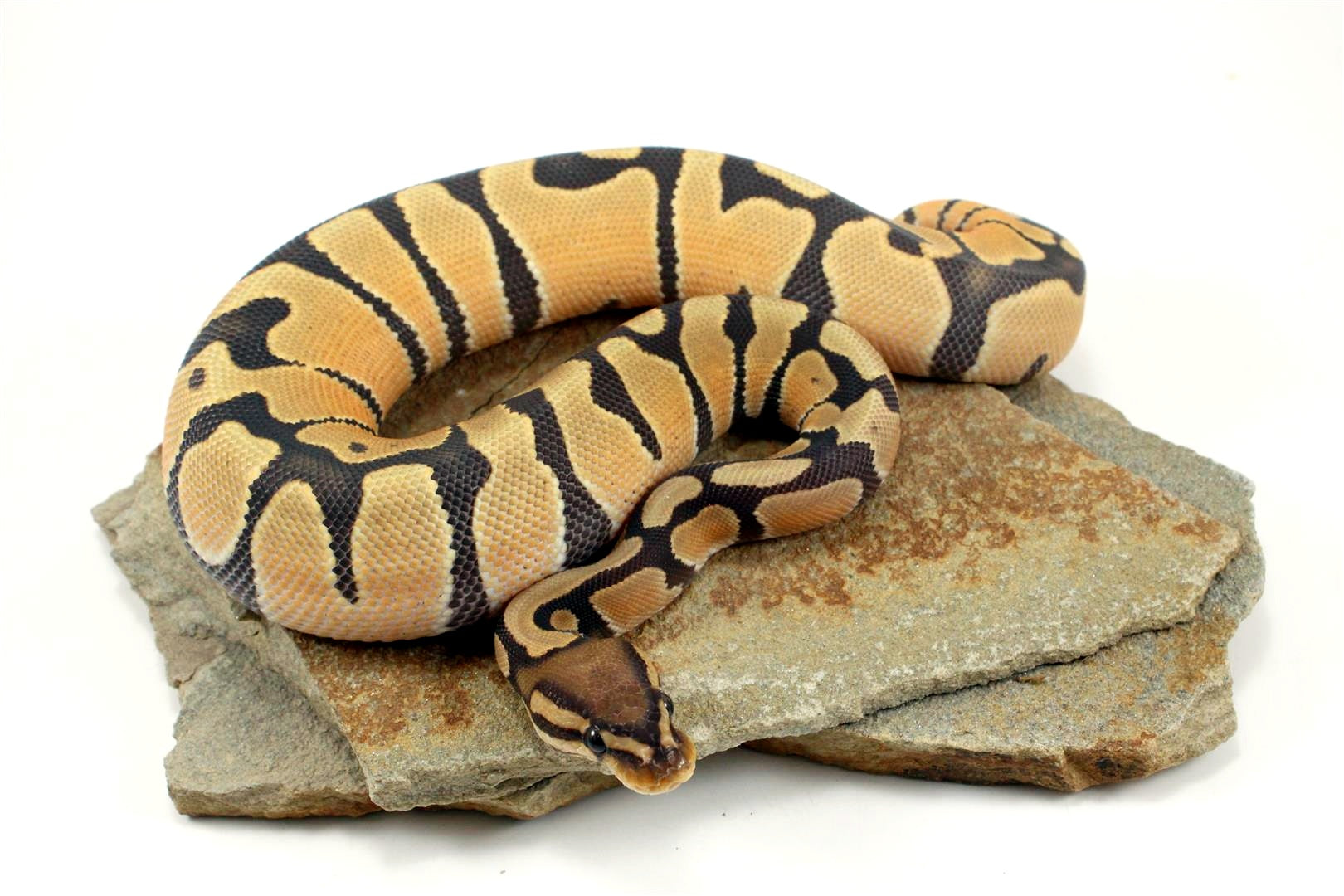 Hypo Super Orange Dream Ball Python All Reptiles